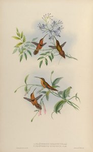 Phaethornis nigricinctus = Phaethornis ruber nigricinctus 作： John Gould